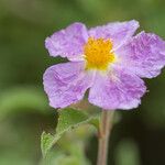 Cistus creticus Blüte
