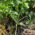 Brassica juncea Leaf