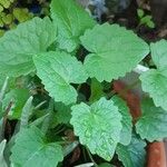 Lophospermum erubescens 葉