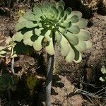 Aeonium pseudourbicum Habit