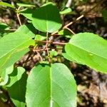 Aristotelia chilensis Fuelha