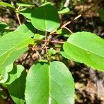 Aristotelia chilensis Blad