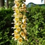 Digitalis ferruginea Blüte
