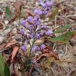 Limonium narbonense Hàbitat