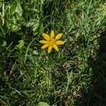 Ranunculus ficariaFlower