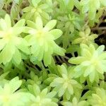 Sedum japonicum Hoja
