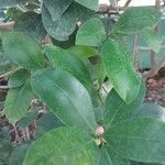 Ficus americana Leaf