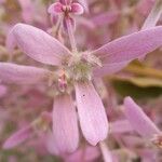 Congea tomentosa Flower