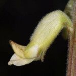 Astragalus gibbsii Flower