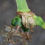 Crinum × powellii Fruit