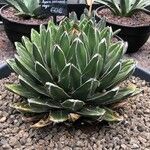 Agave havardiana Ліст