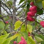 Magnolia kobusFruto