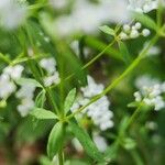 Galium palustre Blatt