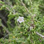 Lycium mascarenense Flor