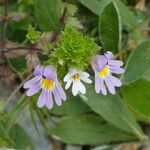 Euphrasia alpina Blüte