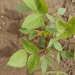 Vigna radiata Levél