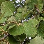 Populus tremula পাতা