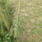 Artemisia biennis Leaf