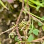 Medicago truncatula Frucht