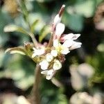 Cardamine parviflora Λουλούδι