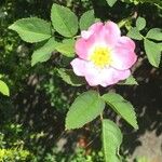 Rosa corymbifera Blomma