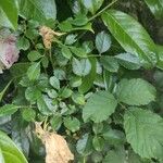Rosa abietina ഇല