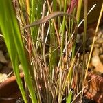 Imperata cylindrica Arall