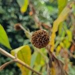 Buddleja globosa फल