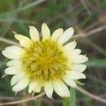 Tragopogon dubius Цветок