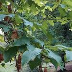Magnolia hypoleuca Lapas