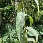 Lactuca biennis Leaf