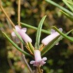 Rhododendron prainianum