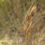 Bromus lanceolatus 花
