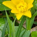 Ranunculus ficariaFlower