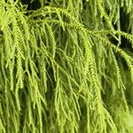 Dacrydium cupressinum Leaf