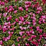 Kalmia procumbens 叶