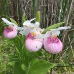 Cypripedium reginae Fleur