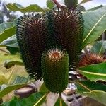 Banksia robur Цвят