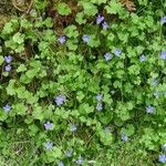 Wahlenbergia hederacea Flor