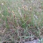 Carex caryophyllea Blomst