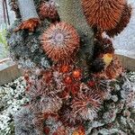 Banksia robur बार्क (छाल)