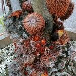 Banksia robur چھال