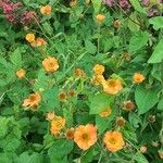 Geum quellyon 葉