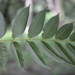 Zanthoxylum setulosum Leht