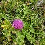 Cirsium acaulon Hábito