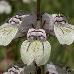 Collinsia tinctoria Flower