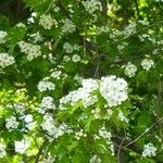 Crataegus × kyrtostyla nothovar. Domicensisফুল