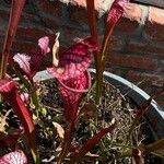 Sarracenia leucophylla 花