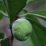 Ficus cyathistipula Frucht