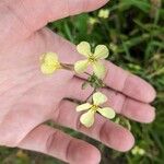 Brassica barrelieriFlower